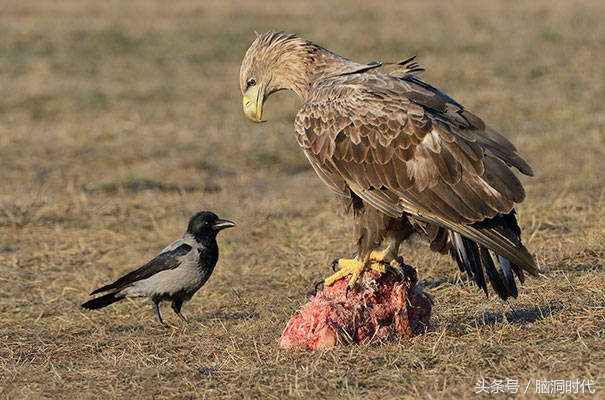 来！给鸦哥上支烟！