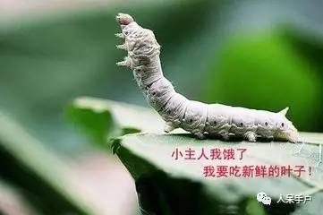 可爱的蚕宝宝怎么做,可爱的蚕宝宝