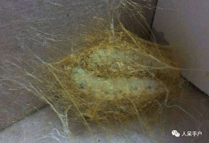 可爱的蚕宝宝怎么做,可爱的蚕宝宝