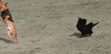 来！给鸦哥上支烟！