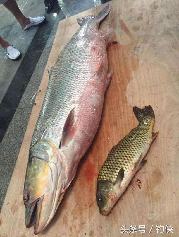 钓鱼淡水鱼的种类区分,钓鱼人大熊盘点20种常见的淡水鱼