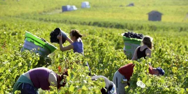 法国博若莱康帝旧桶红酒怎么样,法国2023年博若莱新酒