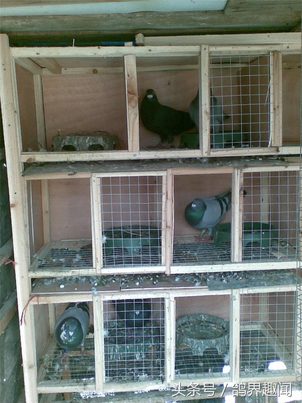 鸽子生出小鸽子后还要抱窝多久,鸽子怎么养抱窝多