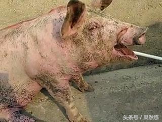 猪呼吸困难有点喘发烧怎么治,猪腹式呼吸困难咋治