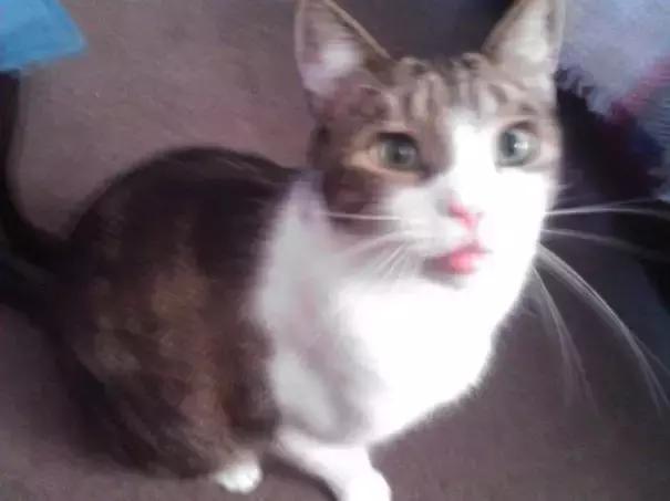 猫咪肉垫被蜜蜂蛰了怎么办,猫咪被蜜蜂蛰了要不要打针