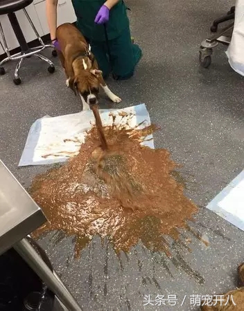 狗狗误食会怎么样,狗狗误食致死