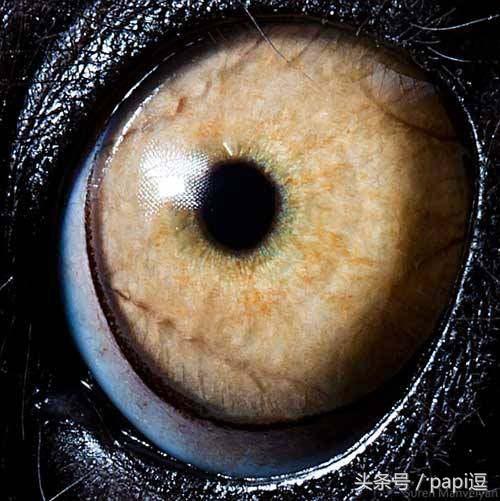 高清镜头下的眼睛看起真美,看眼睛猜动物你能猜对几个
