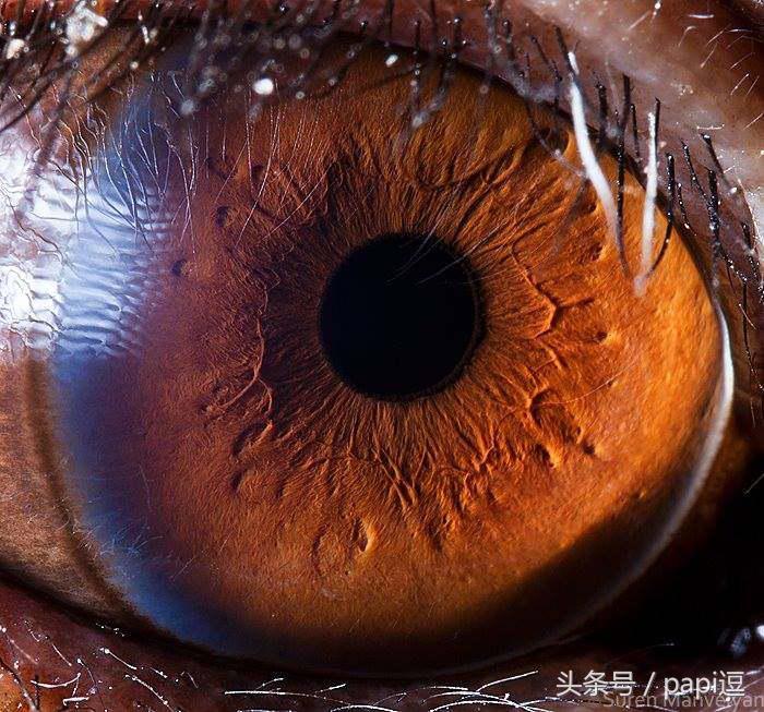 高清镜头下的眼睛看起真美,看眼睛猜动物你能猜对几个