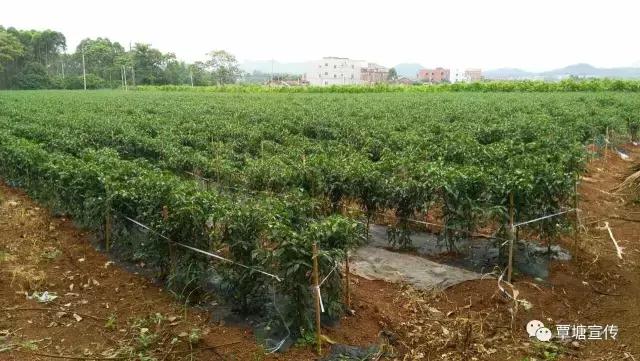 贫困村致富秘诀,贫穷村走出一条致富路