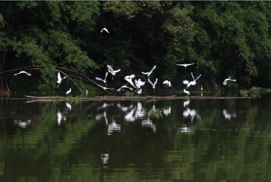 中国桂圆之乡广西博白,广西博白县桂圆柚之乡