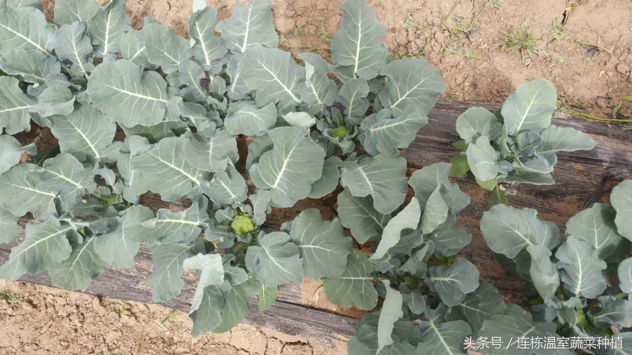 西兰花坏了是怎么样的,西兰花损耗大的原因