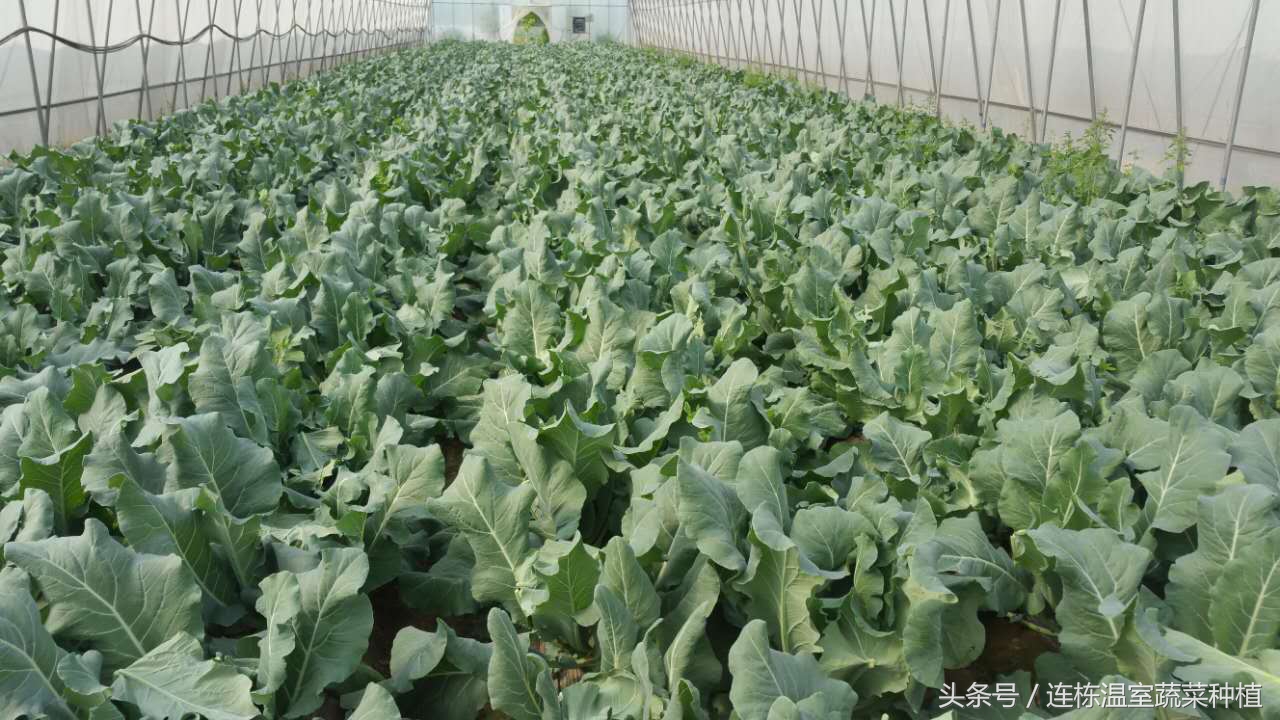 西兰花坏了是怎么样的,西兰花损耗大的原因