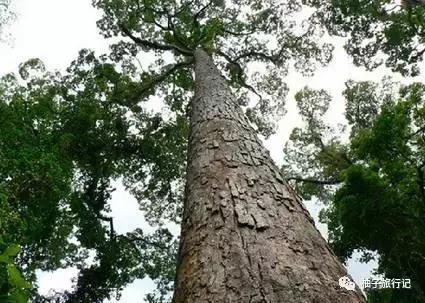 泼水节后，西双版纳该怎么玩，附防高温注意事项