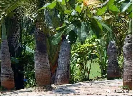 泼水节后，西双版纳该怎么玩，附防高温注意事项