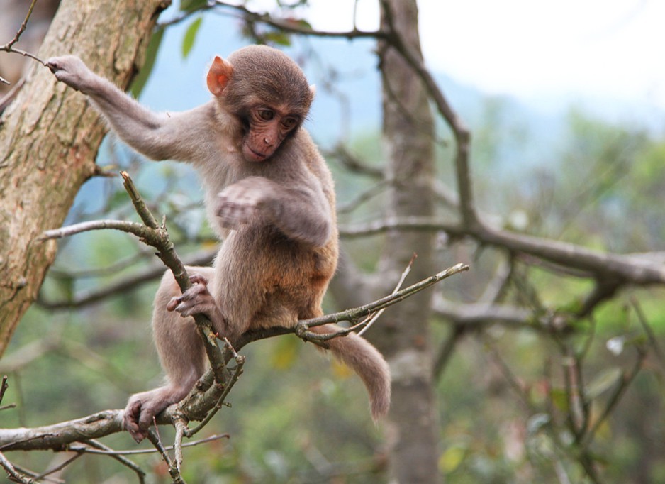 汉程生活十二生肖运势,最具大智慧的生肖猴