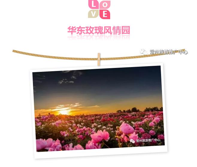 常州花海胜地,常州五月花海尽显美好田园风光