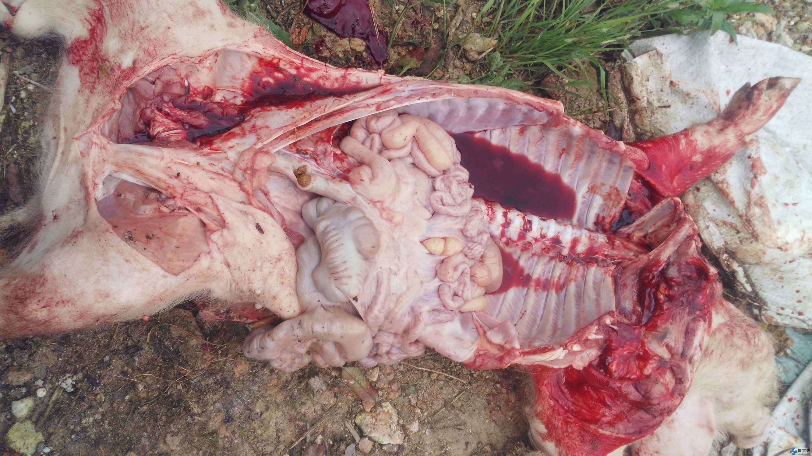 猪瘟与弓形体病混合感染怎么医治,慢性猪瘟症状和治疗