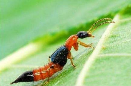 蚊子皮肤细菌感染溃烂,蚊虫叮咬可以拍吗