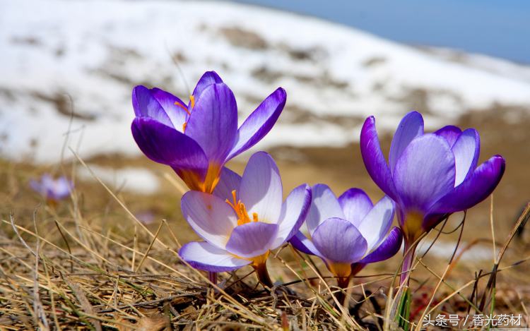 藏红花的花的吃法,三七藏红花吃法