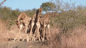 妹子被小龙虾夹,妹子被螃蟹夹了