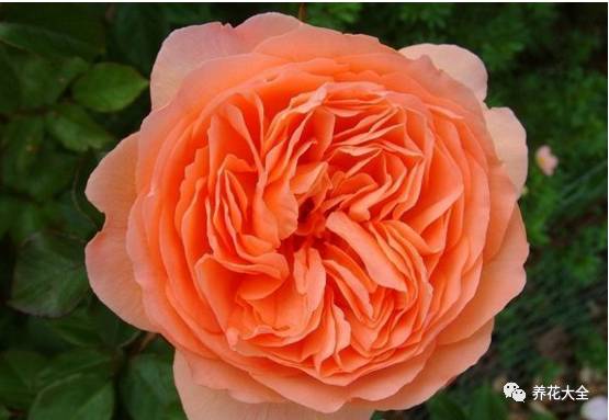 最美的十款月季品种推荐 (十种绝美的月季)