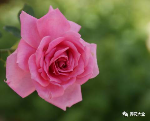 最美的十款月季品种推荐 (十种绝美的月季)