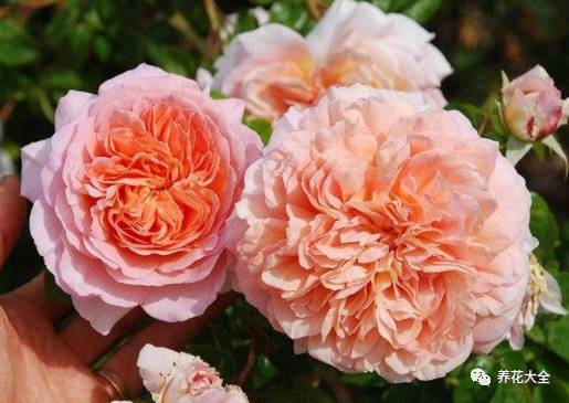 最美的十款月季品种推荐 (十种绝美的月季)