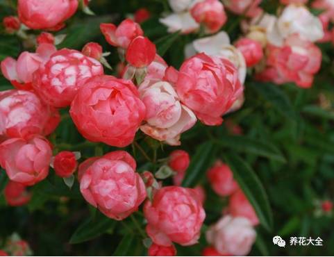 最美的十款月季品种推荐 (十种绝美的月季)