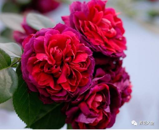 最美的十款月季品种推荐 (十种绝美的月季)