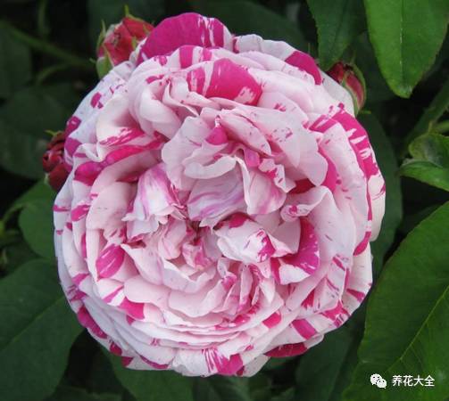 最美的十款月季品种推荐 (十种绝美的月季)