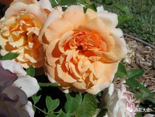 最美的十款月季品种推荐 (十种绝美的月季)