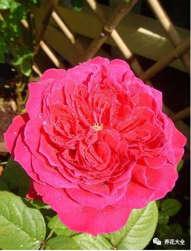 最美的十款月季品种推荐 (十种绝美的月季)