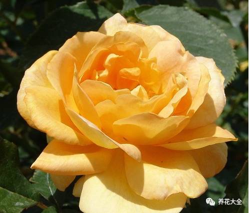 最美的十款月季品种推荐 (十种绝美的月季)