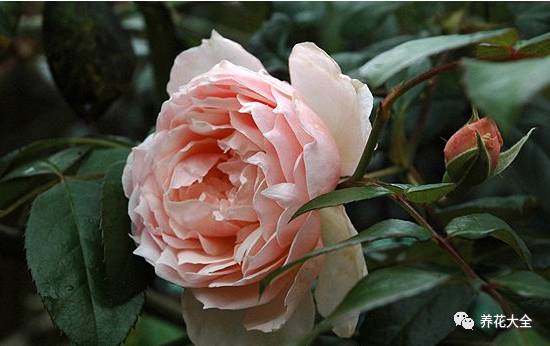 最美的十款月季品种推荐 (十种绝美的月季)