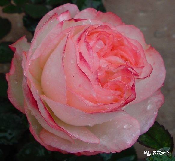 最美的十款月季品种推荐 (十种绝美的月季)