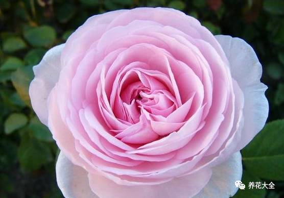 最美的十款月季品种推荐 (十种绝美的月季)