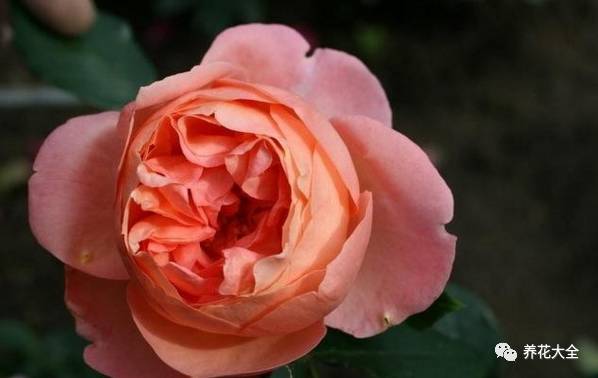 最美的十款月季品种推荐 (十种绝美的月季)