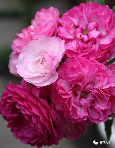 最美的十款月季品种推荐 (十种绝美的月季)