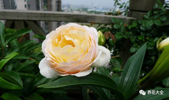 最美的十款月季品种推荐 (十种绝美的月季)