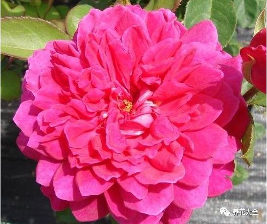 最美的十款月季品种推荐 (十种绝美的月季)