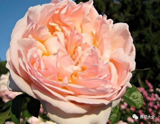 最美的十款月季品种推荐 (十种绝美的月季)