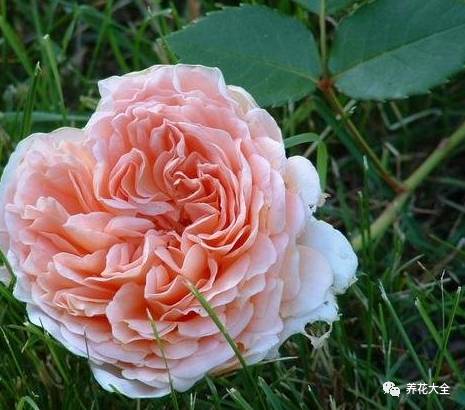 最美的十款月季品种推荐 (十种绝美的月季)