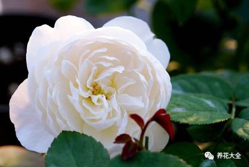 最美的十款月季品种推荐 (十种绝美的月季)