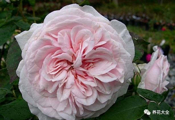 最美的十款月季品种推荐 (十种绝美的月季)