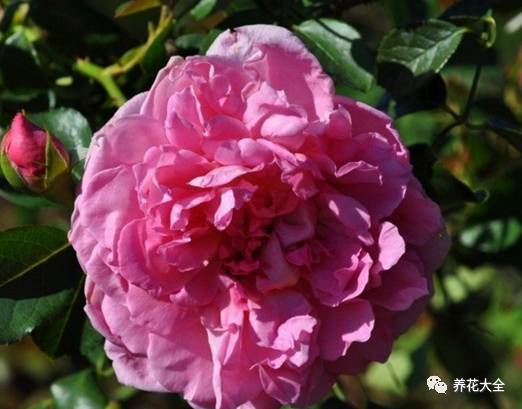 最美的十款月季品种推荐 (十种绝美的月季)