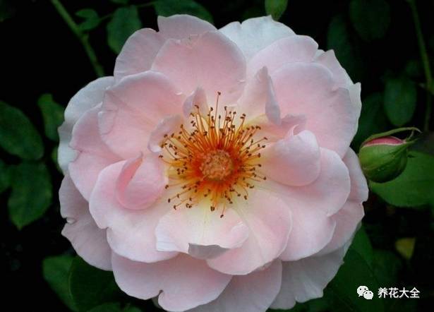 最美的十款月季品种推荐 (十种绝美的月季)