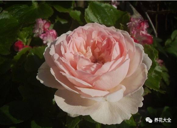 最美的十款月季品种推荐 (十种绝美的月季)