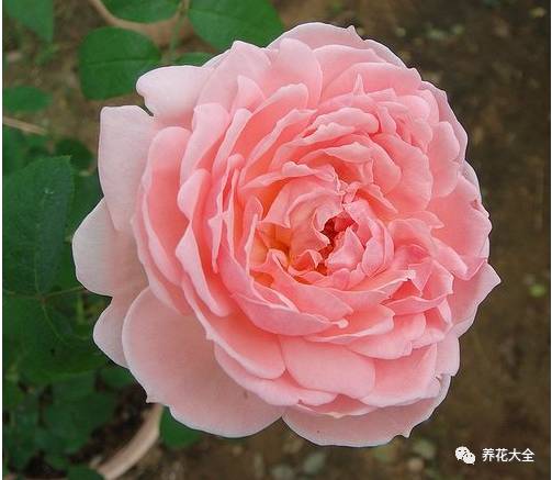 最美的十款月季品种推荐 (十种绝美的月季)