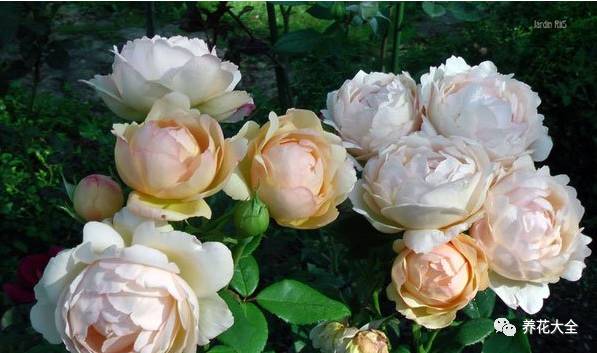 最美的十款月季品种推荐 (十种绝美的月季)