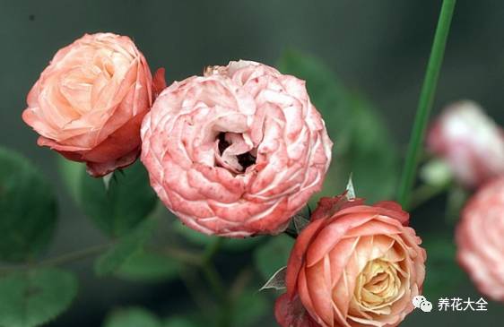 最美的十款月季品种推荐 (十种绝美的月季)